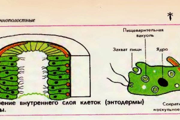 Не работает omg omg onion